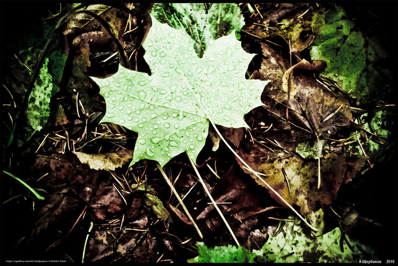 Green Maple Leaf — Dramatic