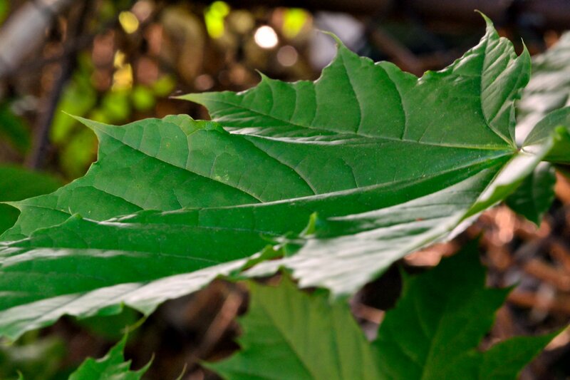 Green Maple Leaf — Natural