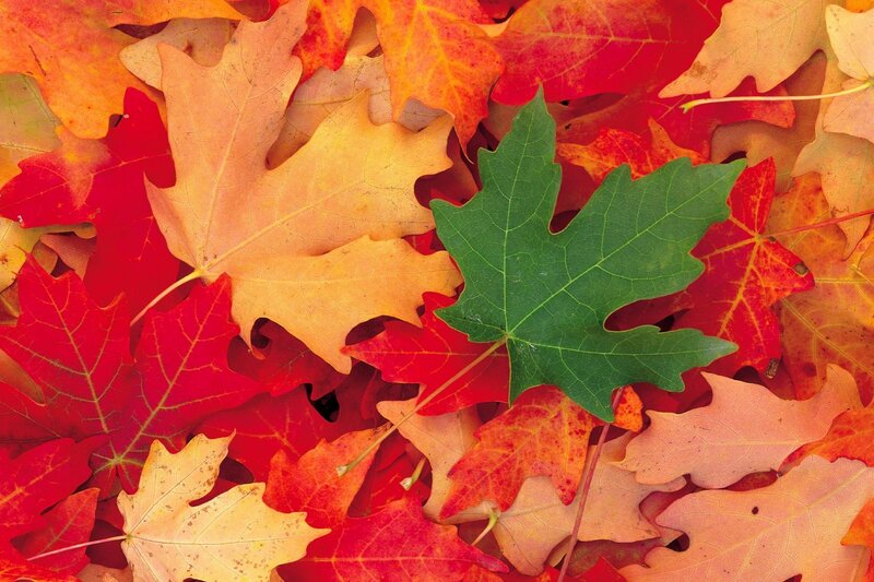Green Maple Leaf on Autumn Leaves — Red