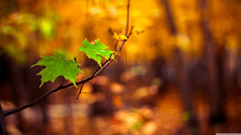 Green Maple Leaf on Branch