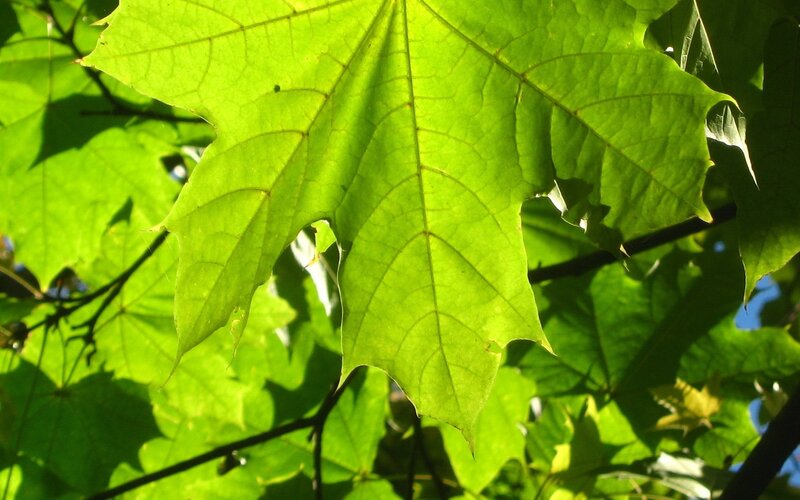Green Maple Leaf — Serene, Afternoon, Photograph, Sunlight, Branches