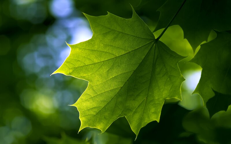 Green Maple Leaf — Serene, Afternoon, Photograph, Sunlight