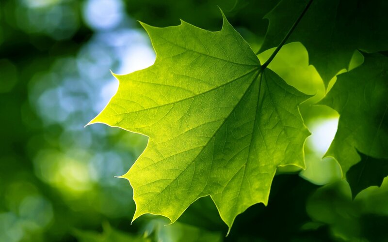 Green Maple Leaf — Serene, Afternoon, Photograph