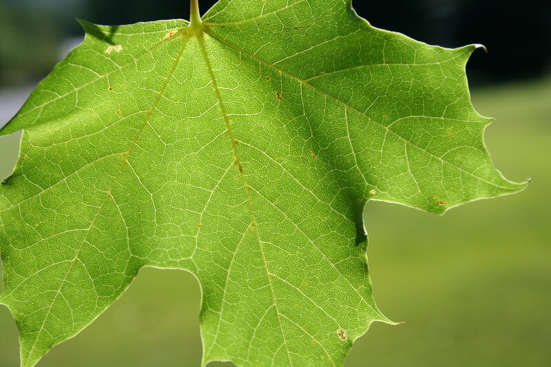 Green Maple Leaf — Serene, Afternoon