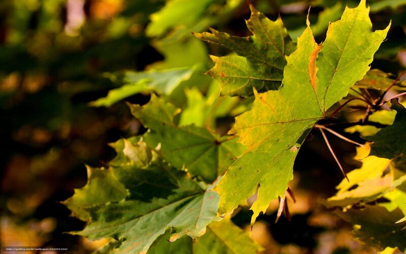 Green Maple Leaf — Serene, Autumn, Photograph, Branch