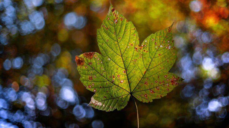 Green Maple Leaf — Serene, Autumn, Photograph
