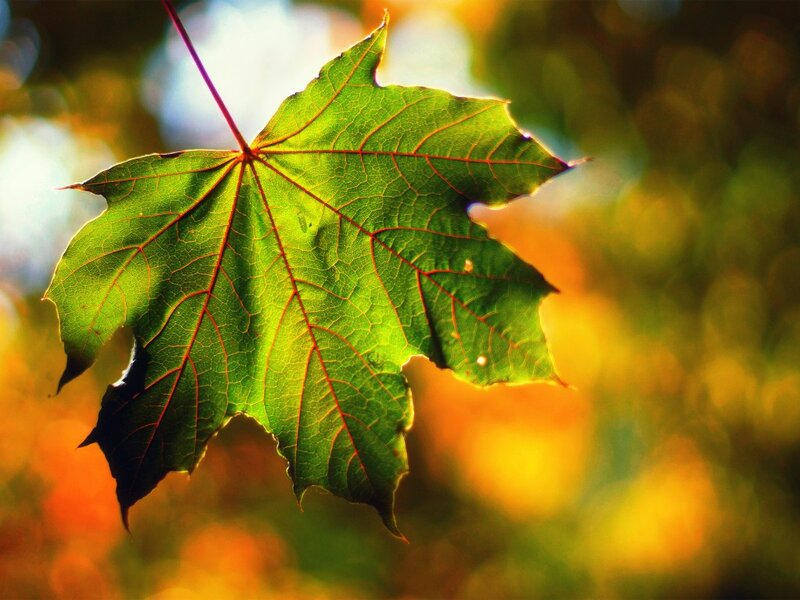 Green Maple Leaf — Serene, Autumn