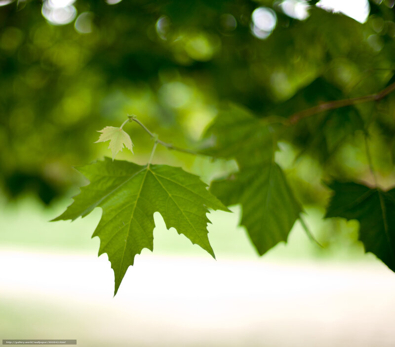 Green Maple Leaf — Serene, Morning, Photograph