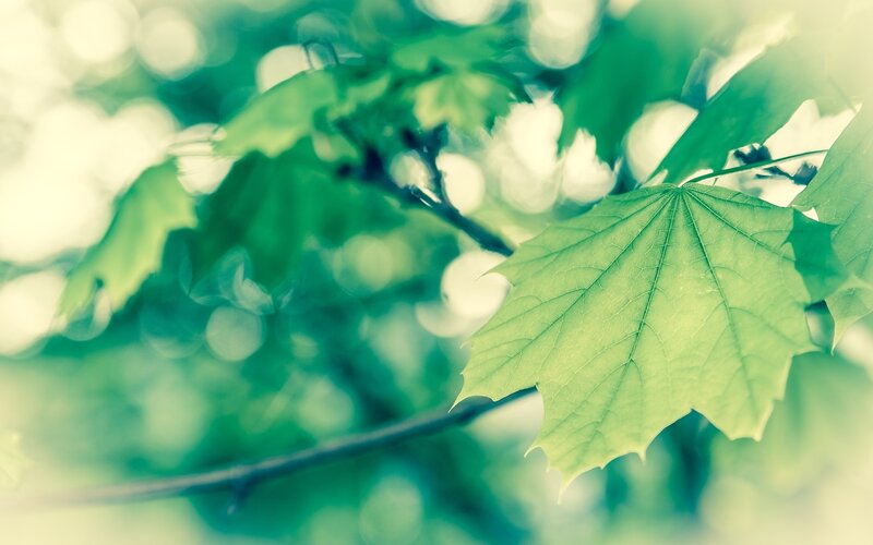 Green Maple Leaf — Serene, Morning