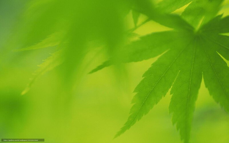 Green Maple Leaf — Serene, Photograph, Background