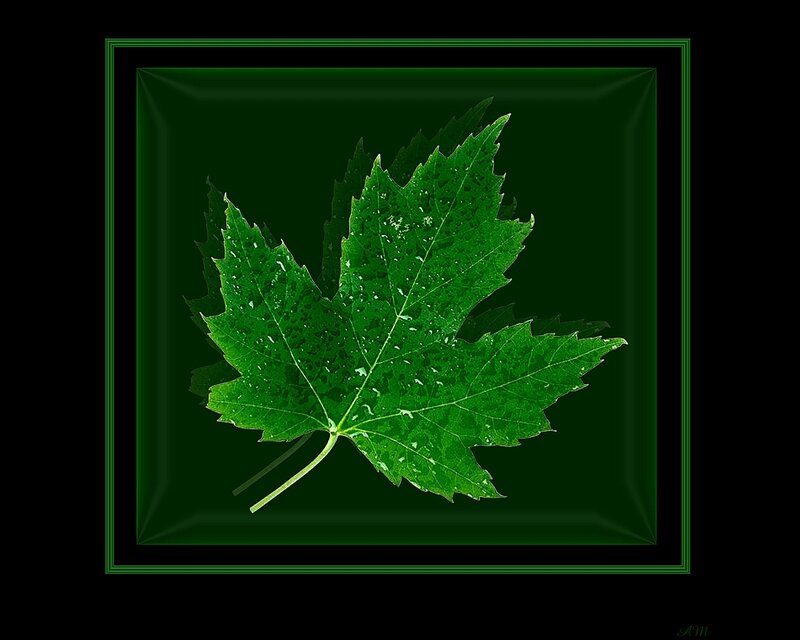 Green Maple Leaf — Serene, Photograph, Stem, Drops