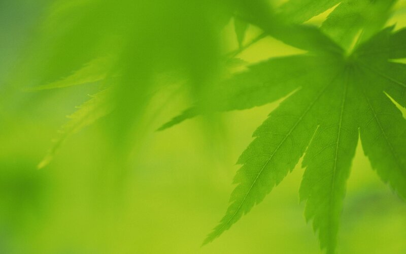Green Maple Leaf — Serene, Photograph