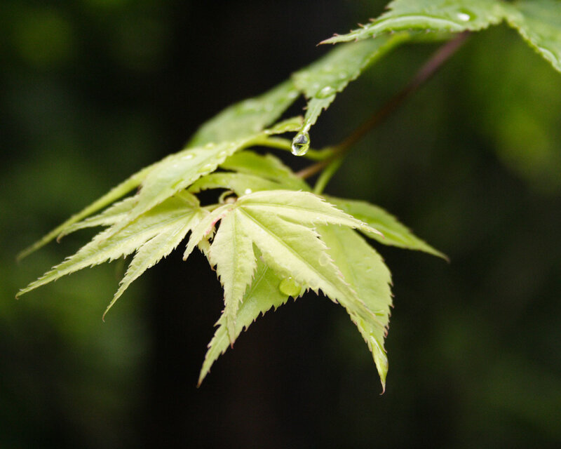 Green Maple Leaf — Serene, Spring, Photograph, Water Drop