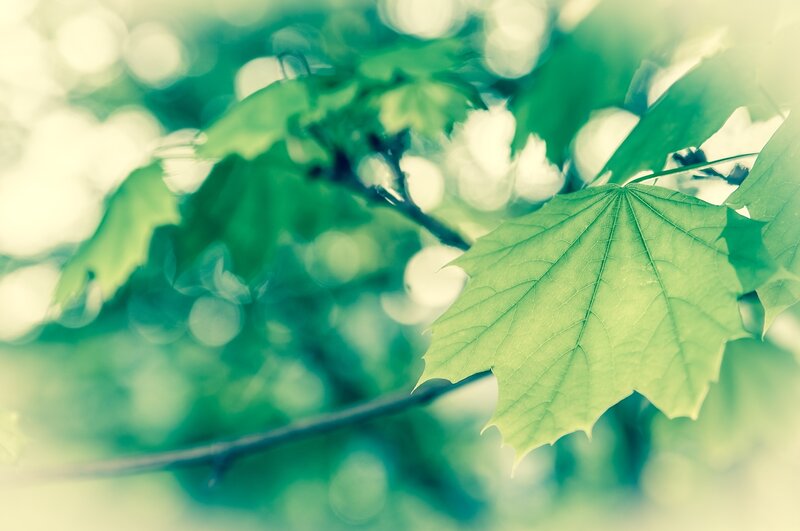 Green Maple Leaf — Serene, Spring