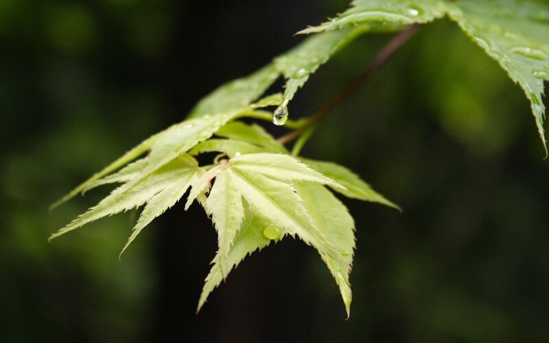 Green Maple Leaf with Water Droplet