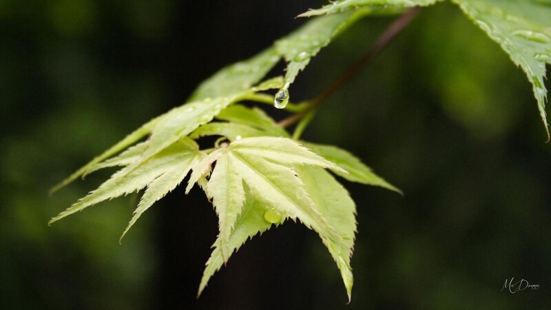 Green Maple Leaf with Water Droplets