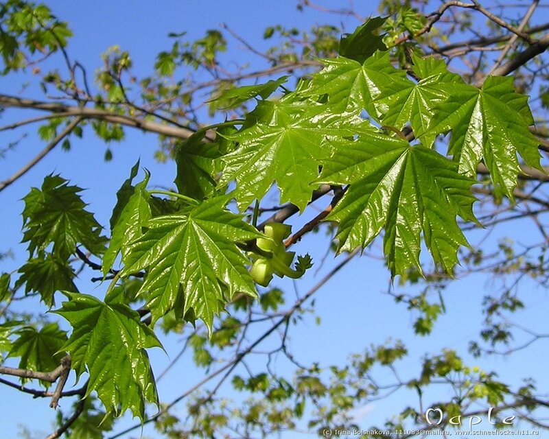 green maple leaves against blue sky