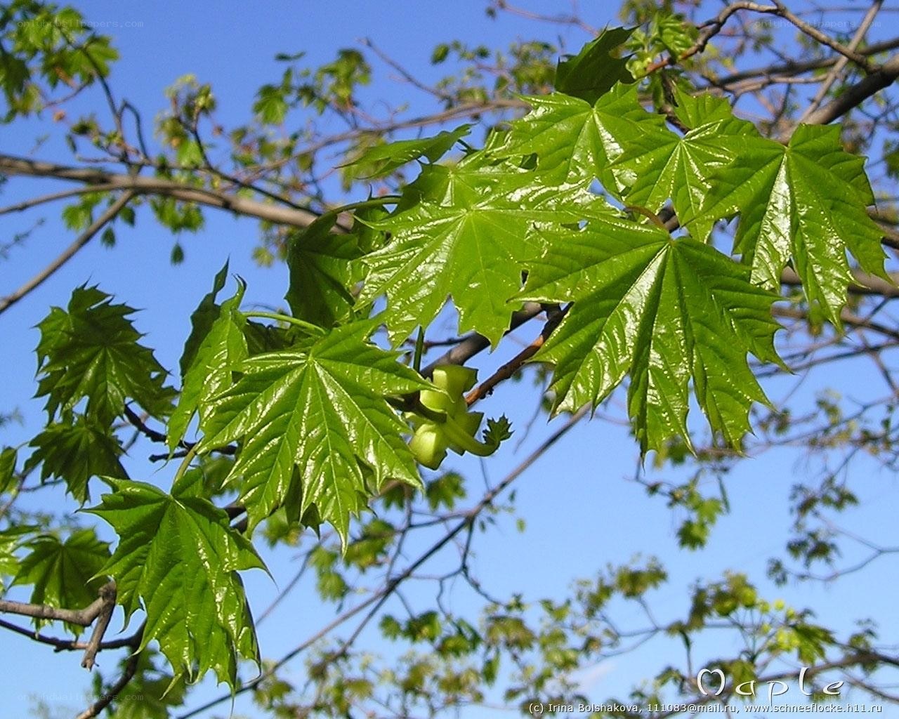 green maple leaves against blue sky