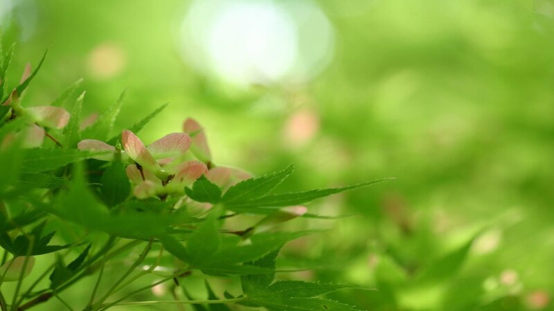 Green Maple Leaves and Seeds — Serene