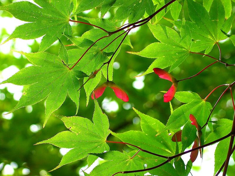 Green Maple Leaves and Seeds