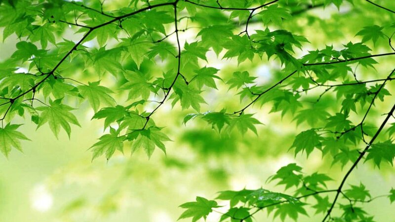 Green Maple Leaves — Branches, Sunlight