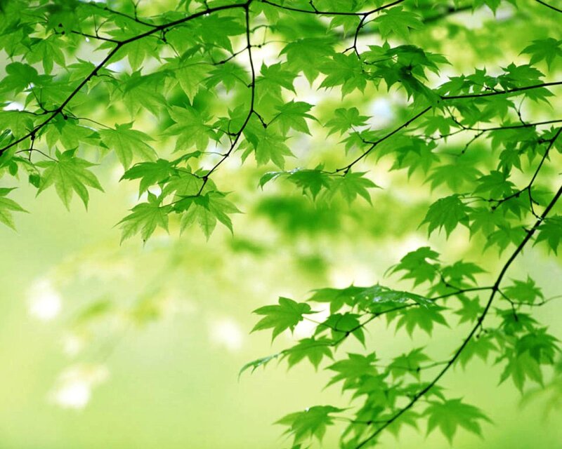 Green Maple Leaves — Branches, White