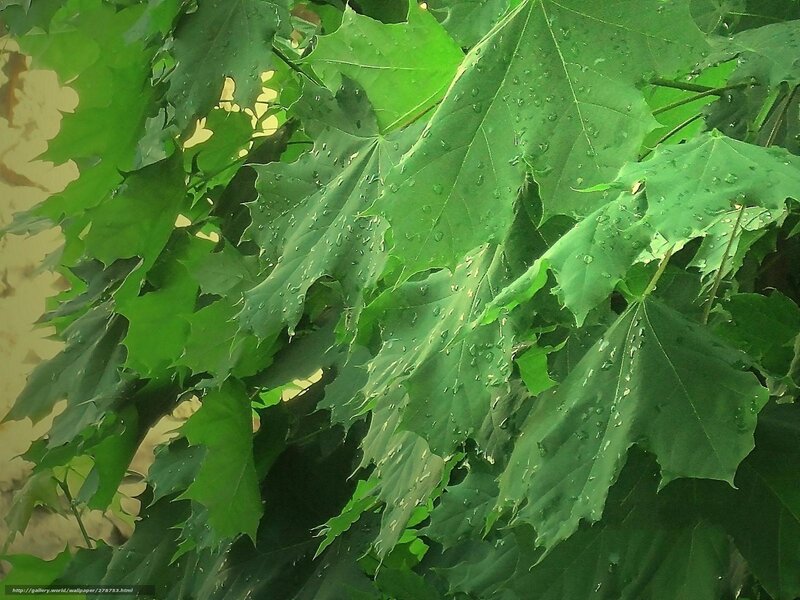 Green Maple Leaves — Calm, Photograph