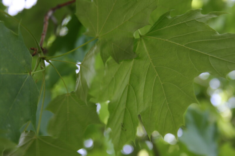 Green Maple Leaves — Calm, Summer