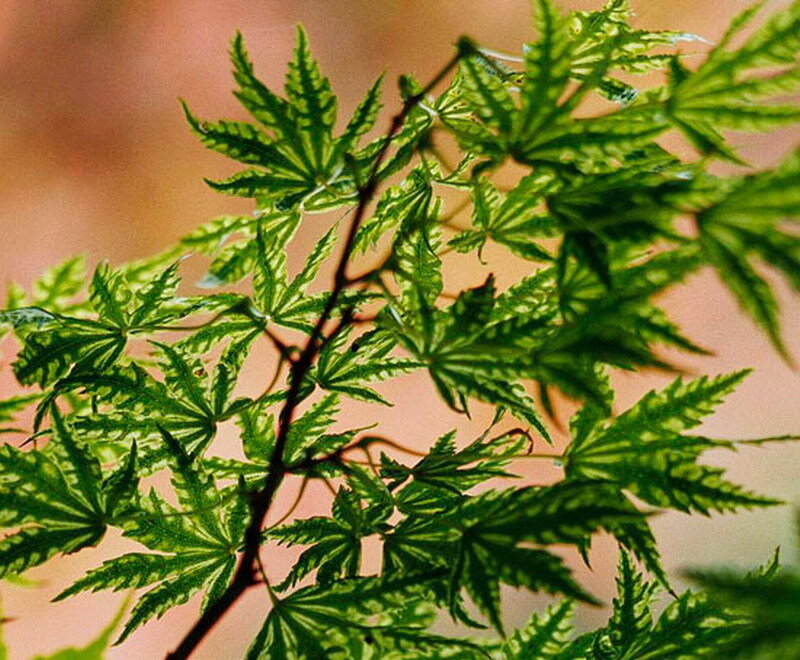 Green Maple Leaves — Calm