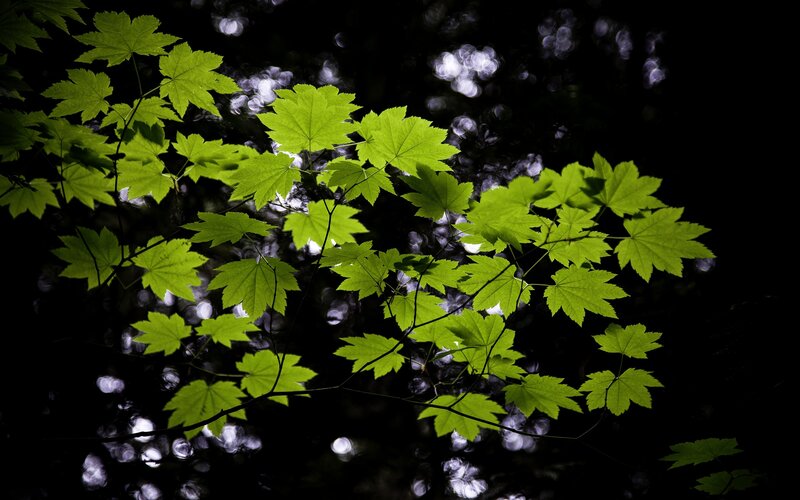Green Maple Leaves — Dramatic