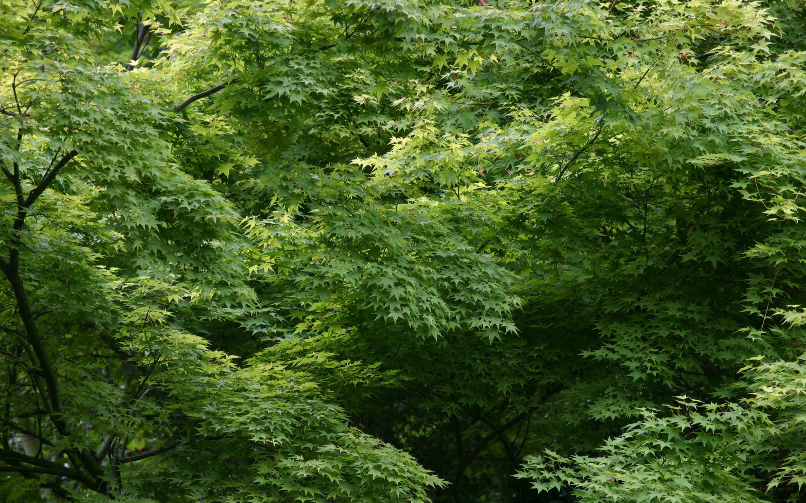 Green maple leaves in forest