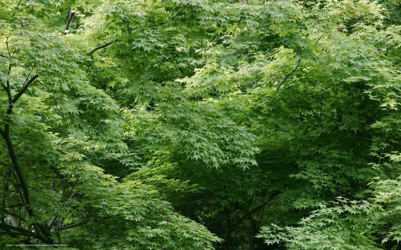 Green maple leaves in forest