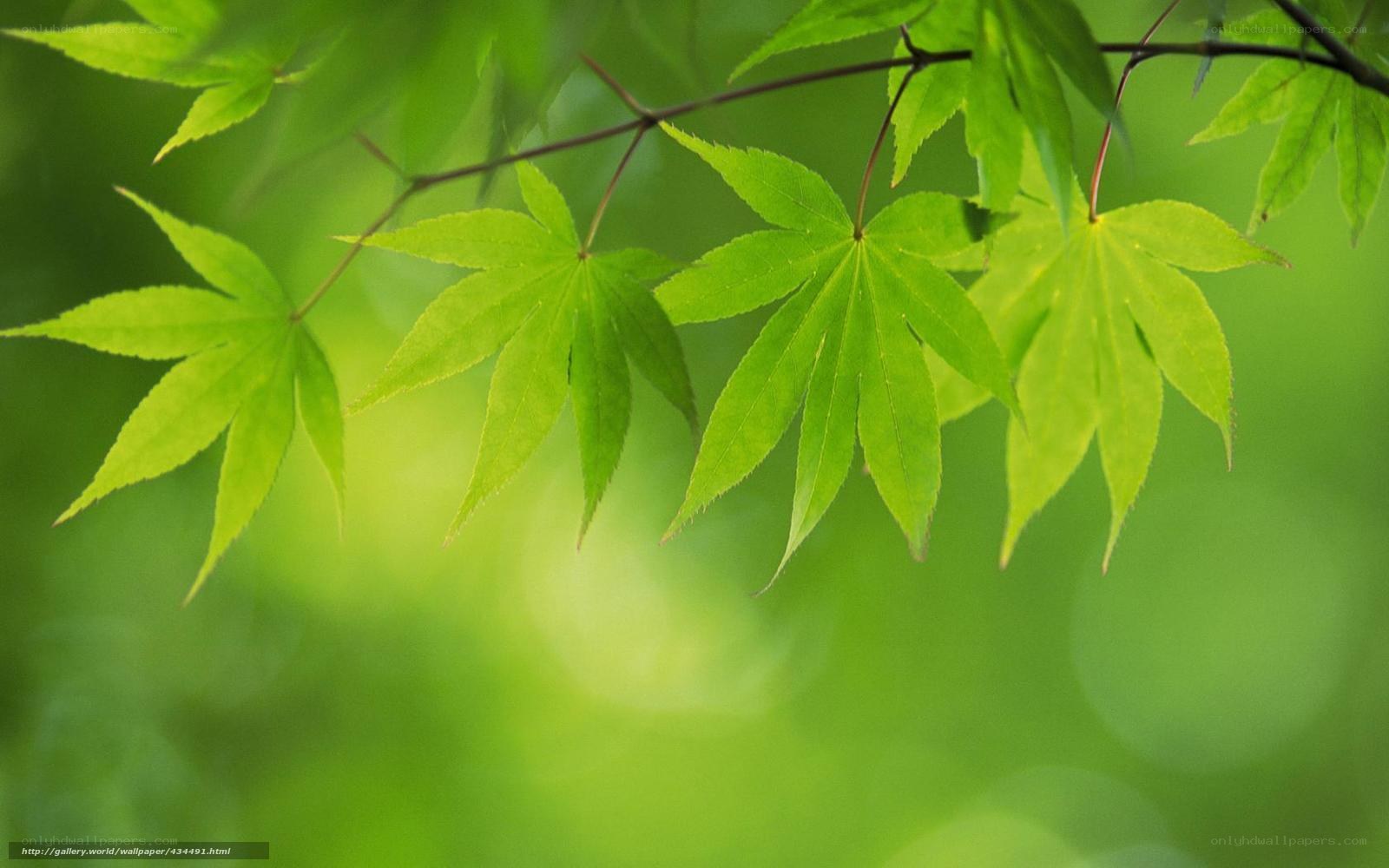 Green maple leaves in nature