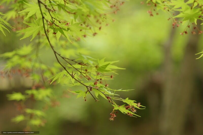 Green maple leaves in spring