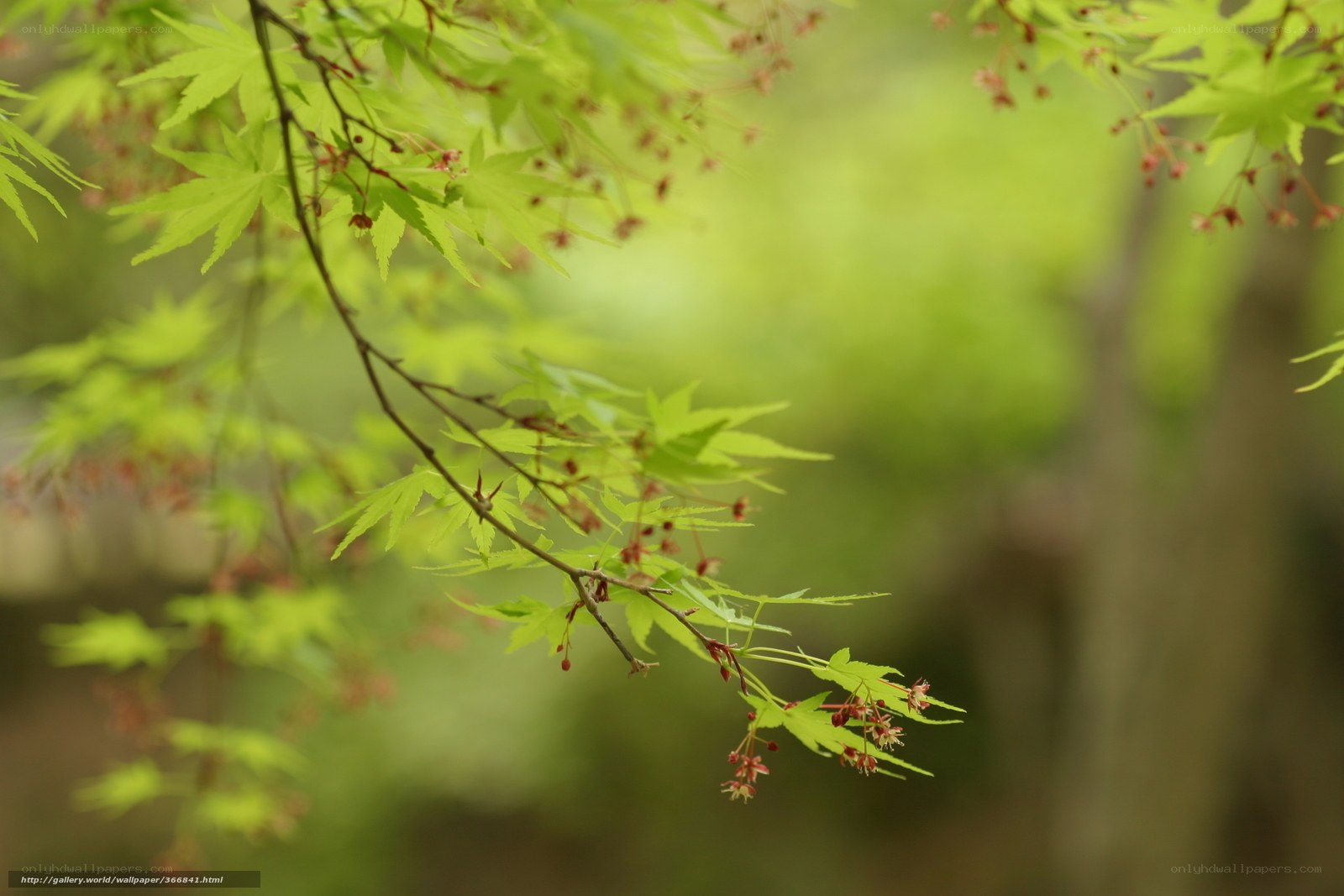 Green maple leaves in spring
