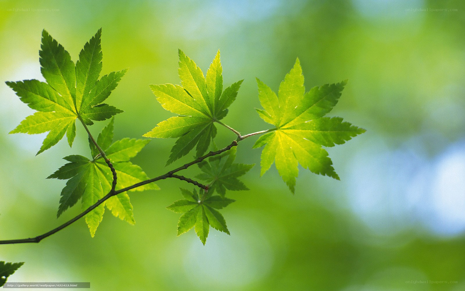 Green maple leaves in sunlight