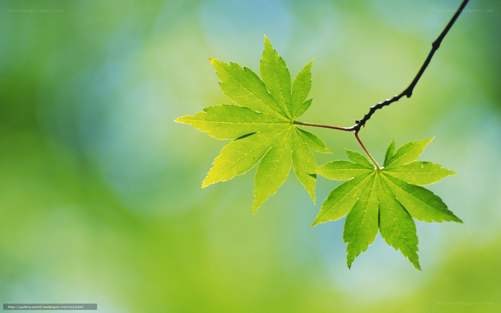 Green maple leaves in sunlight