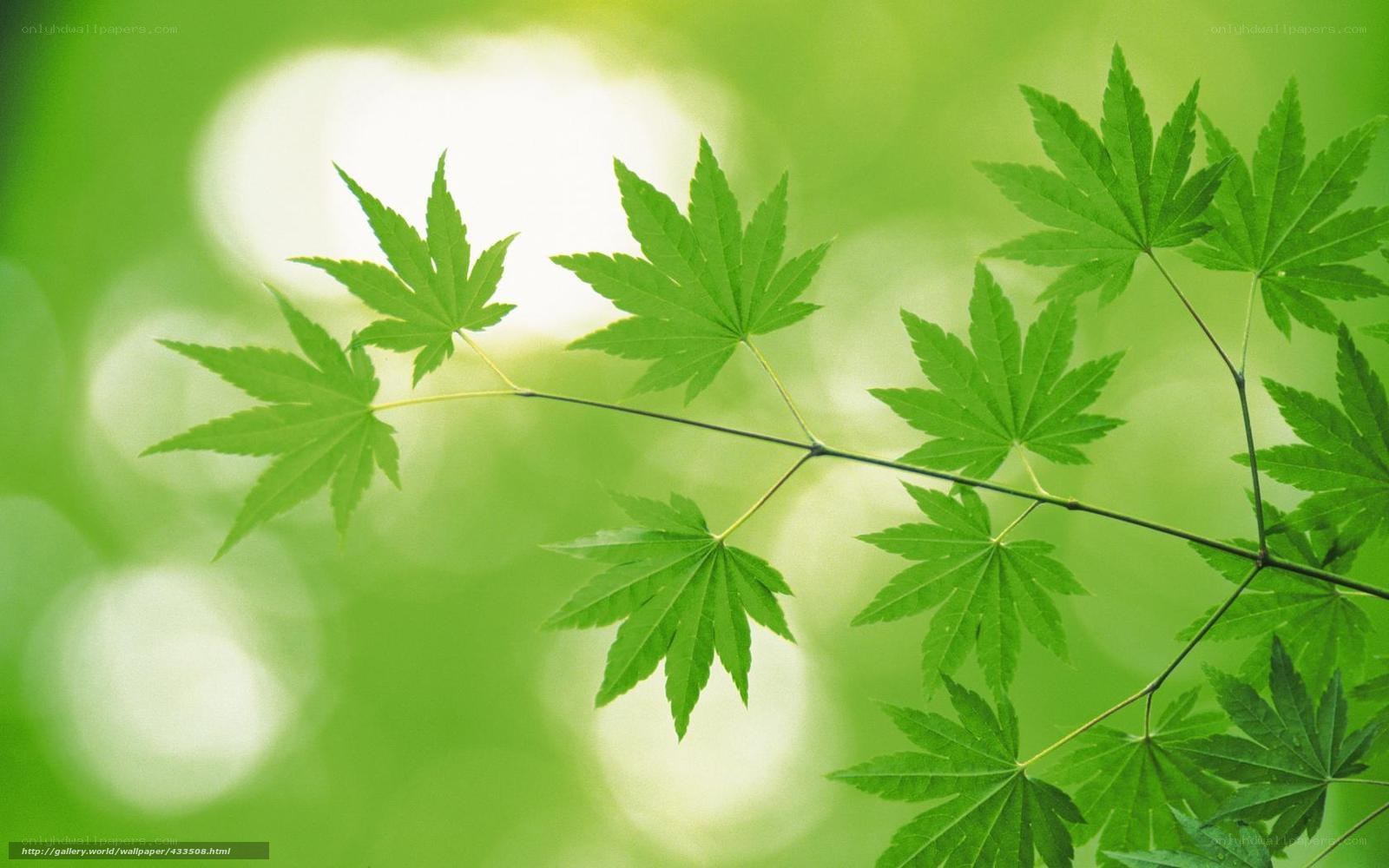 Green maple leaves in sunlight