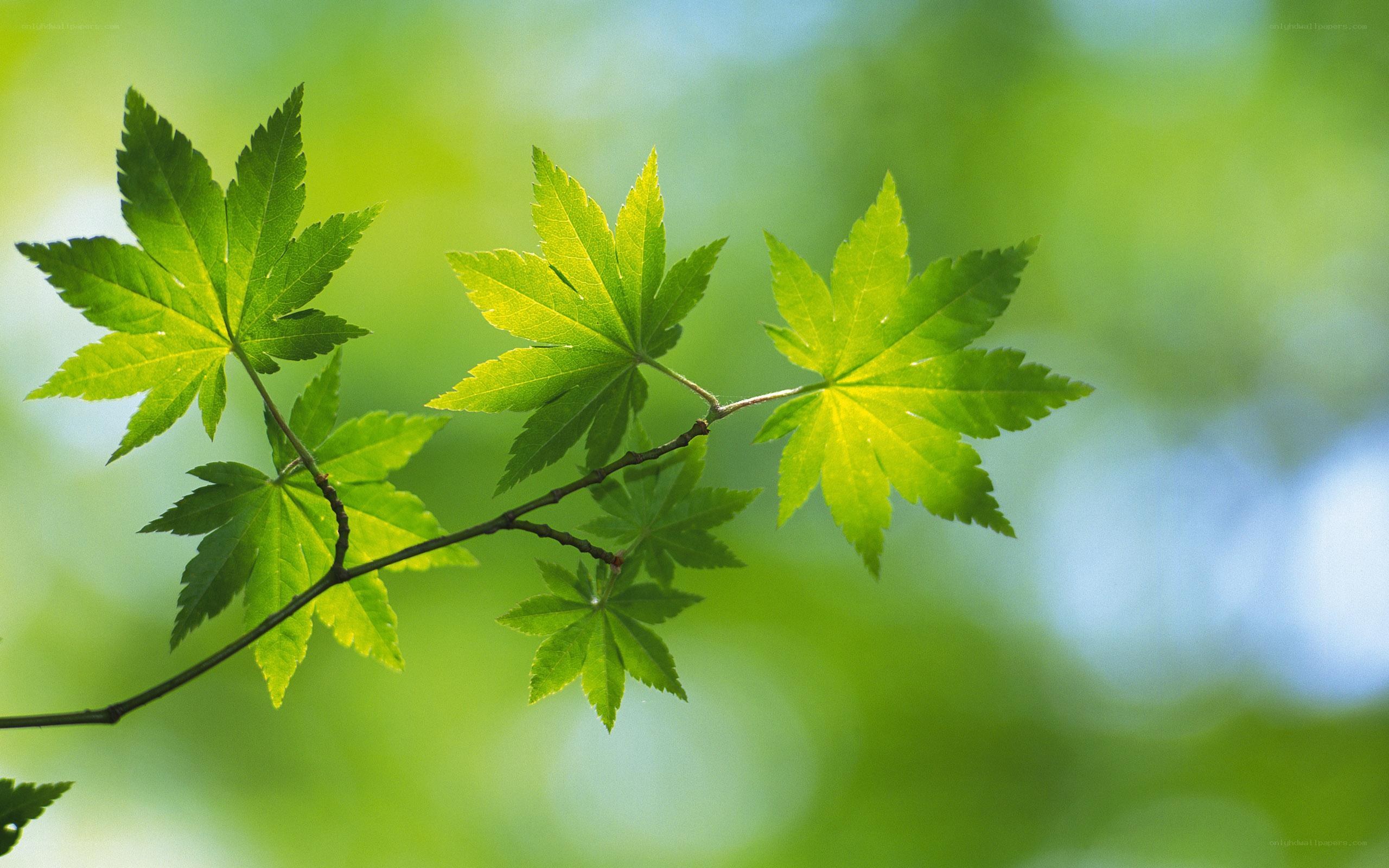 Green maple leaves in sunlight