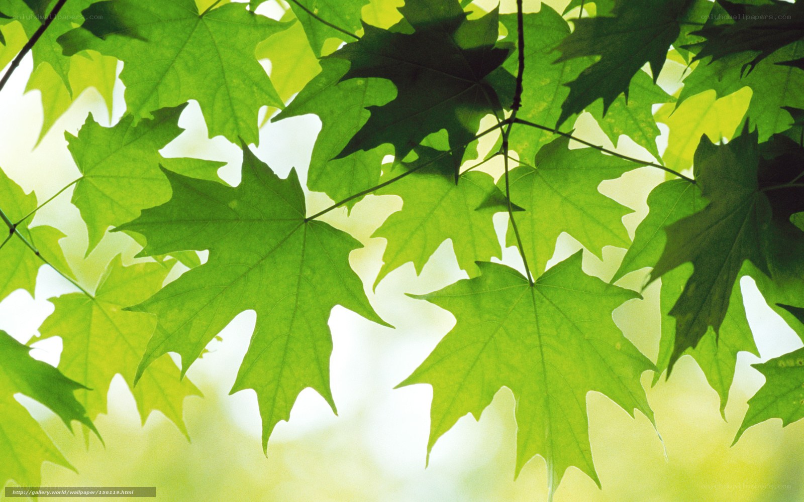 Green maple leaves in sunlight