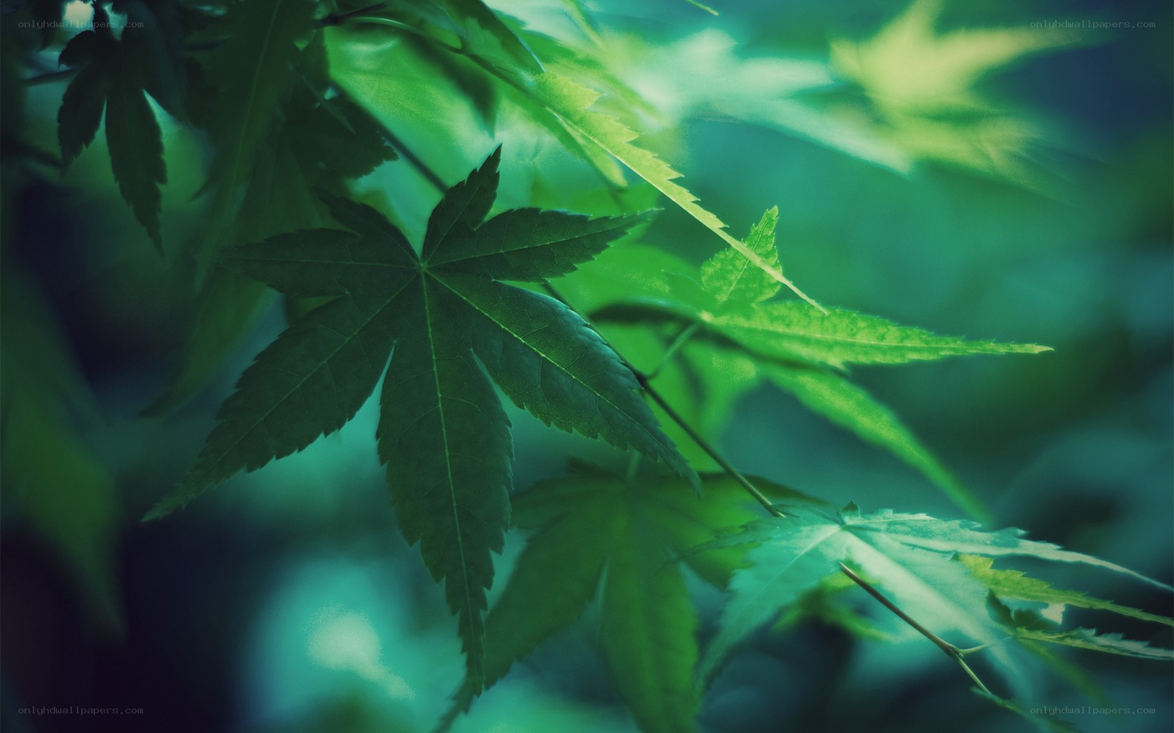 Green maple leaves in sunlight