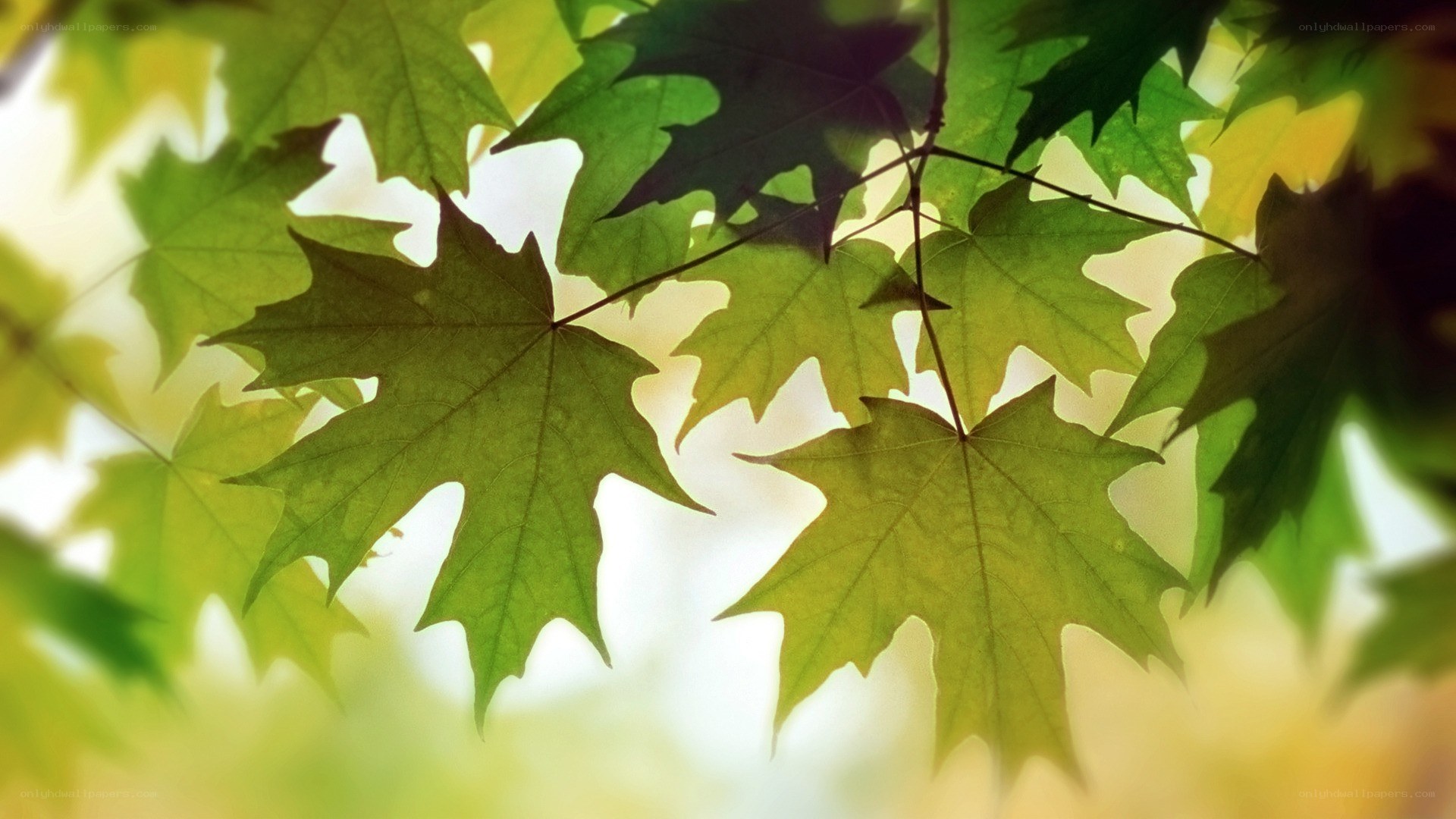 green maple leaves in sunlight
