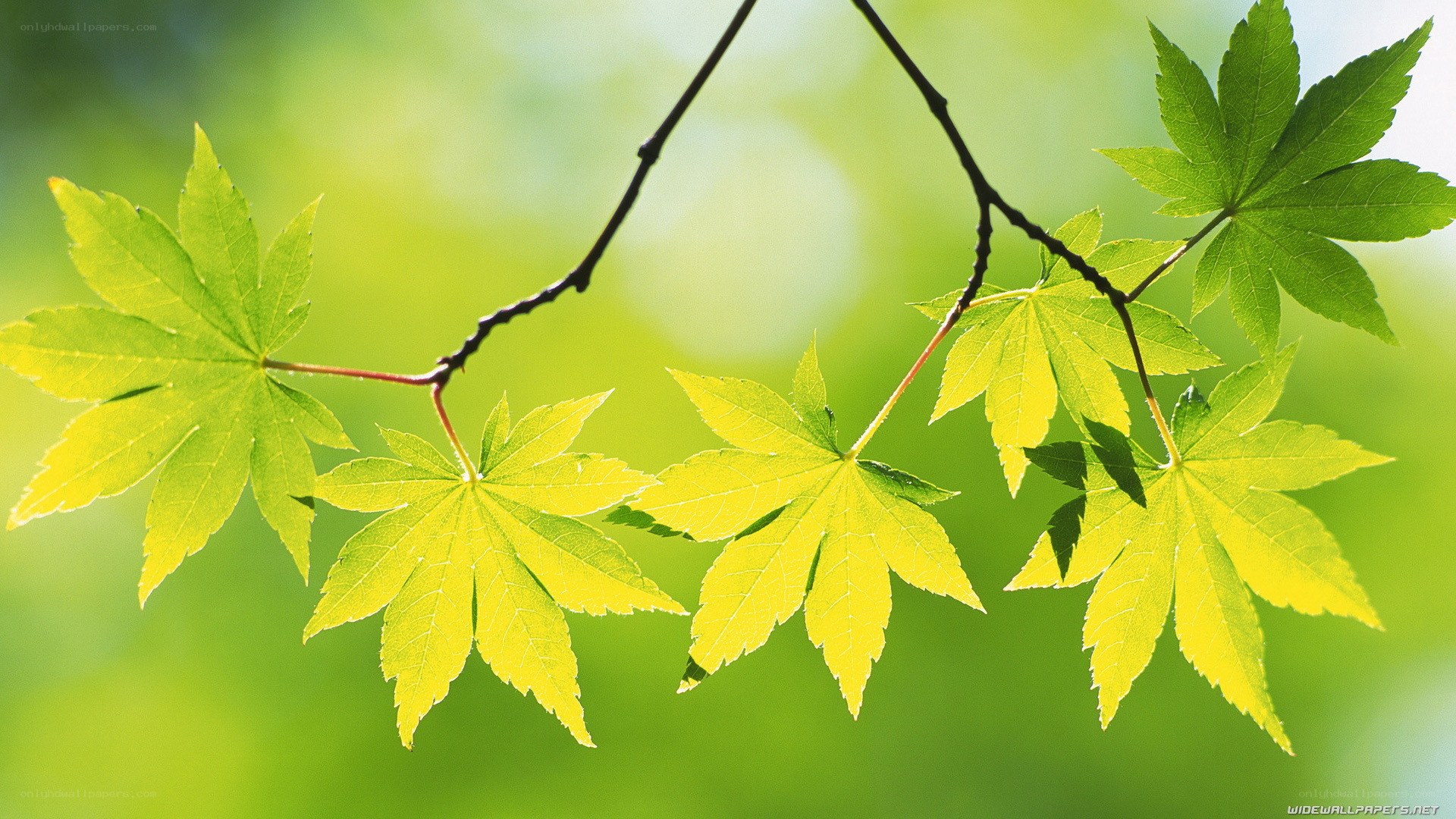 green maple leaves in sunlight