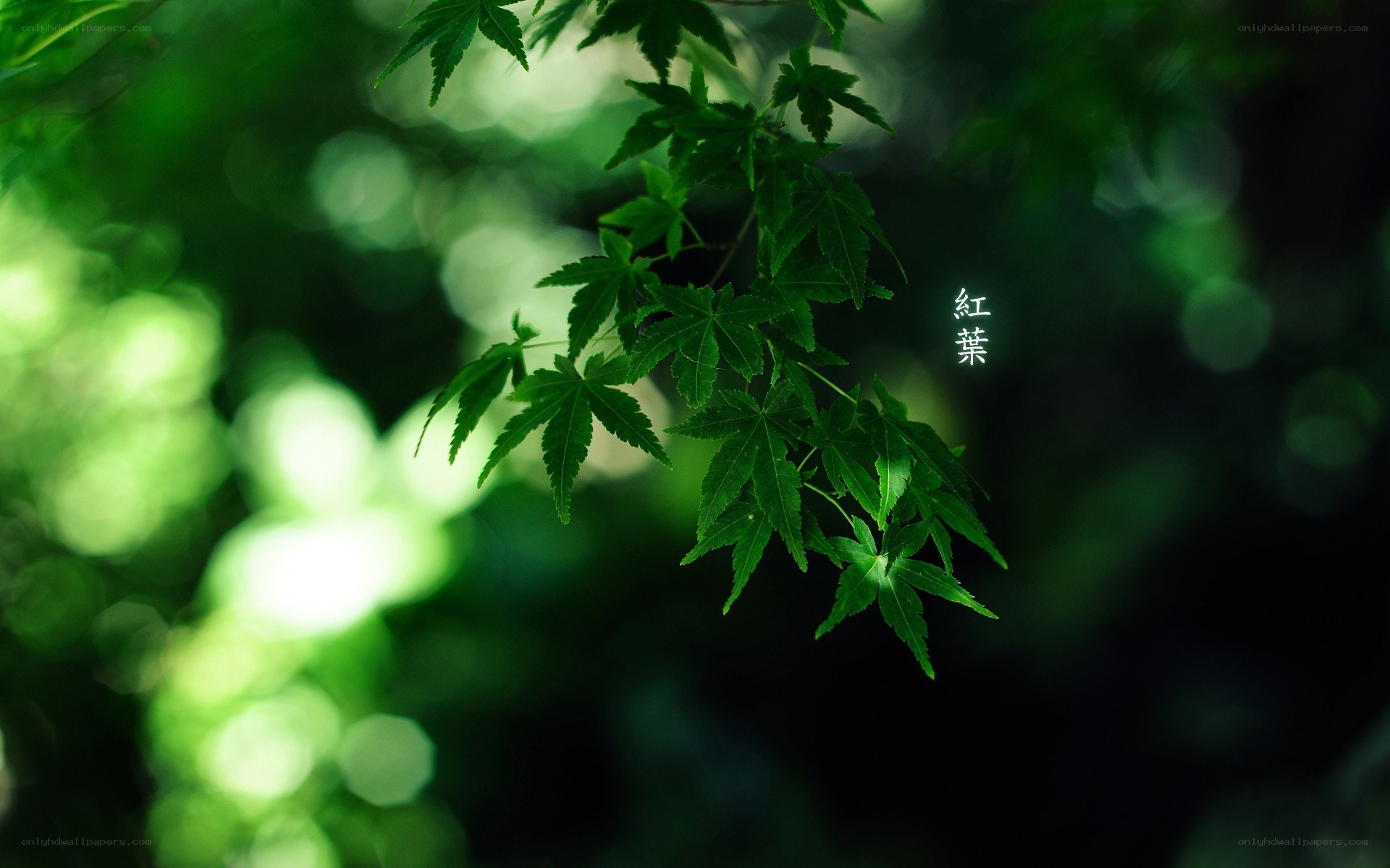 Green maple leaves in sunlight
