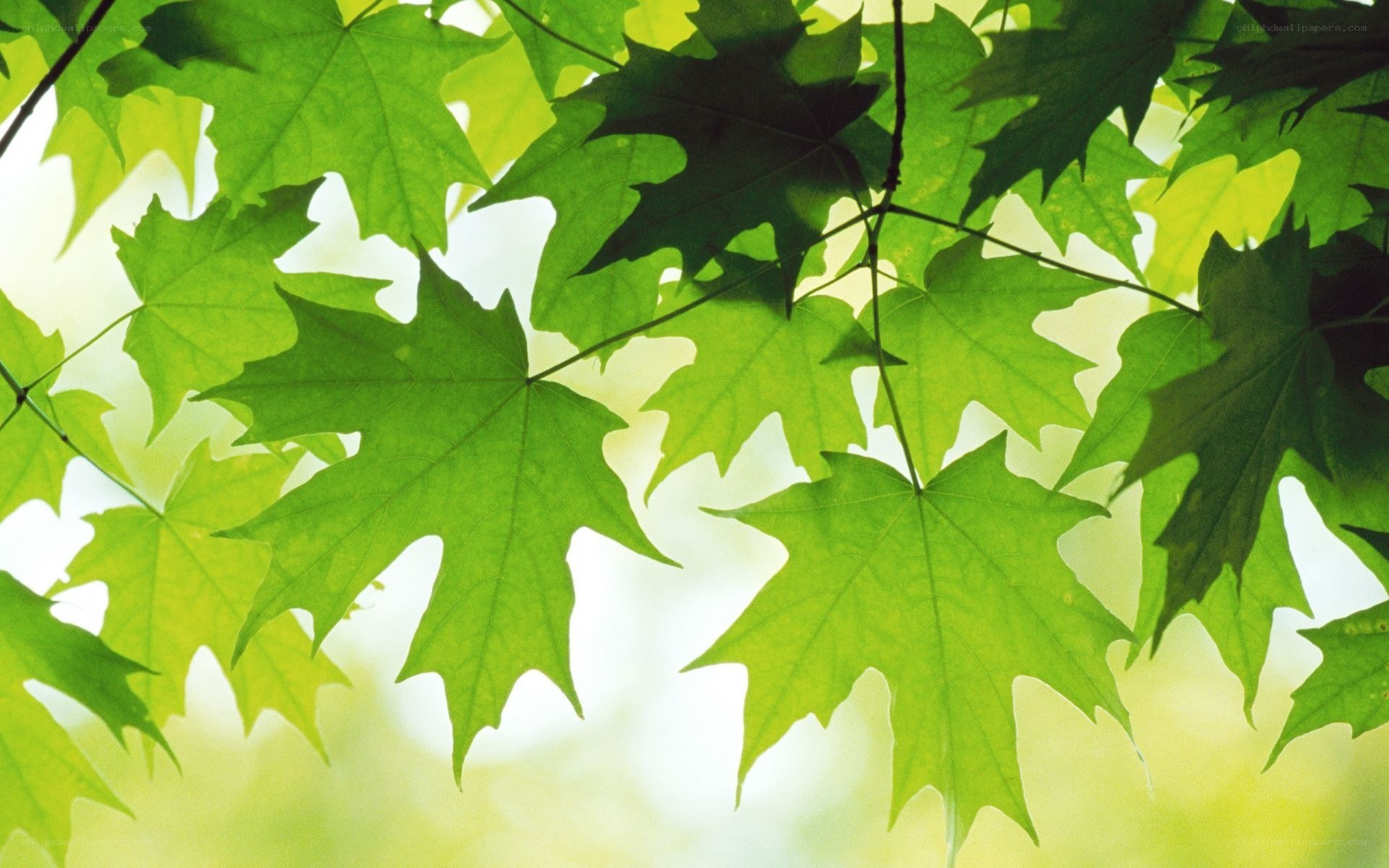 green maple leaves in sunlight