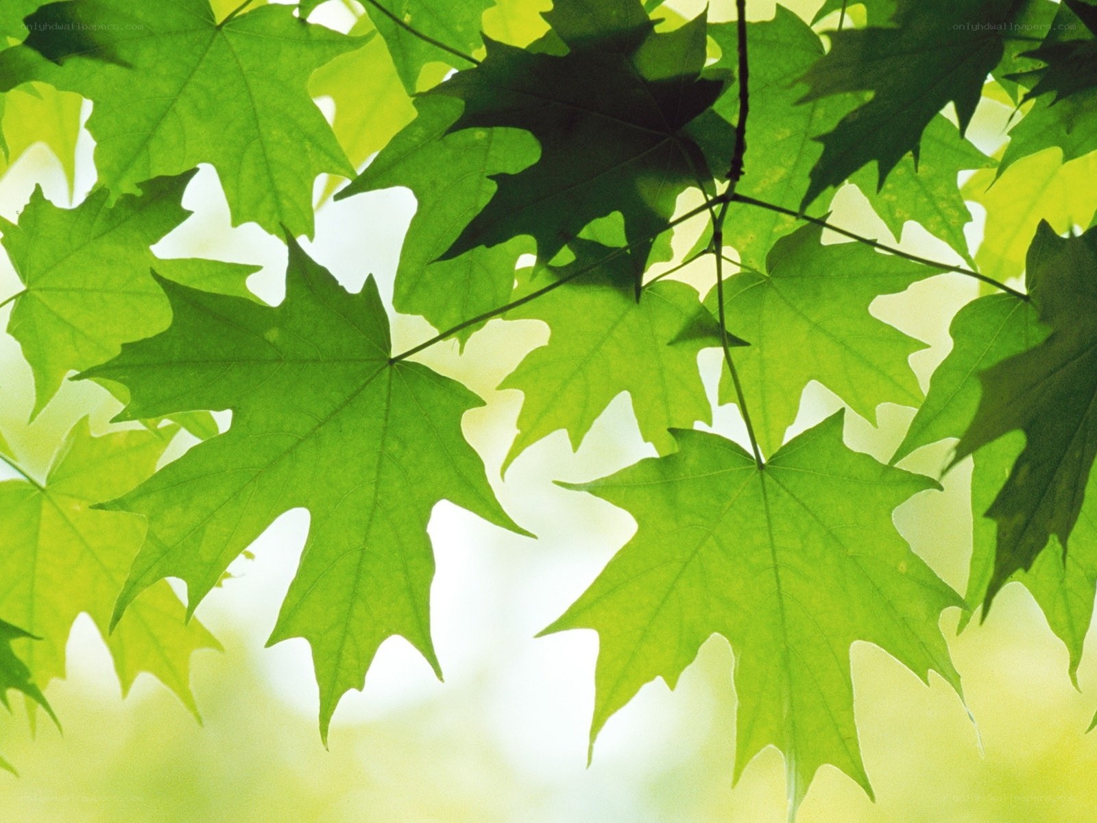 Green maple leaves in sunlight