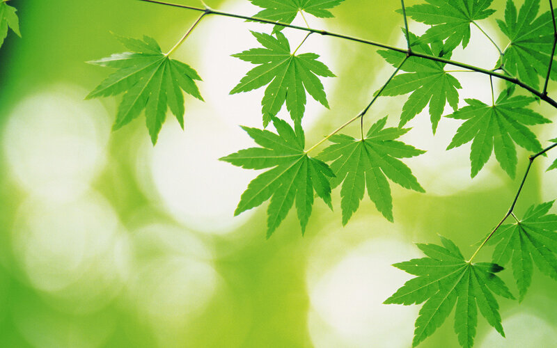 green maple leaves in sunlight