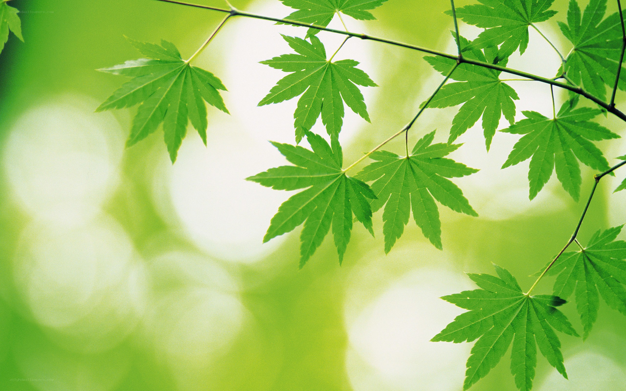 green maple leaves in sunlight