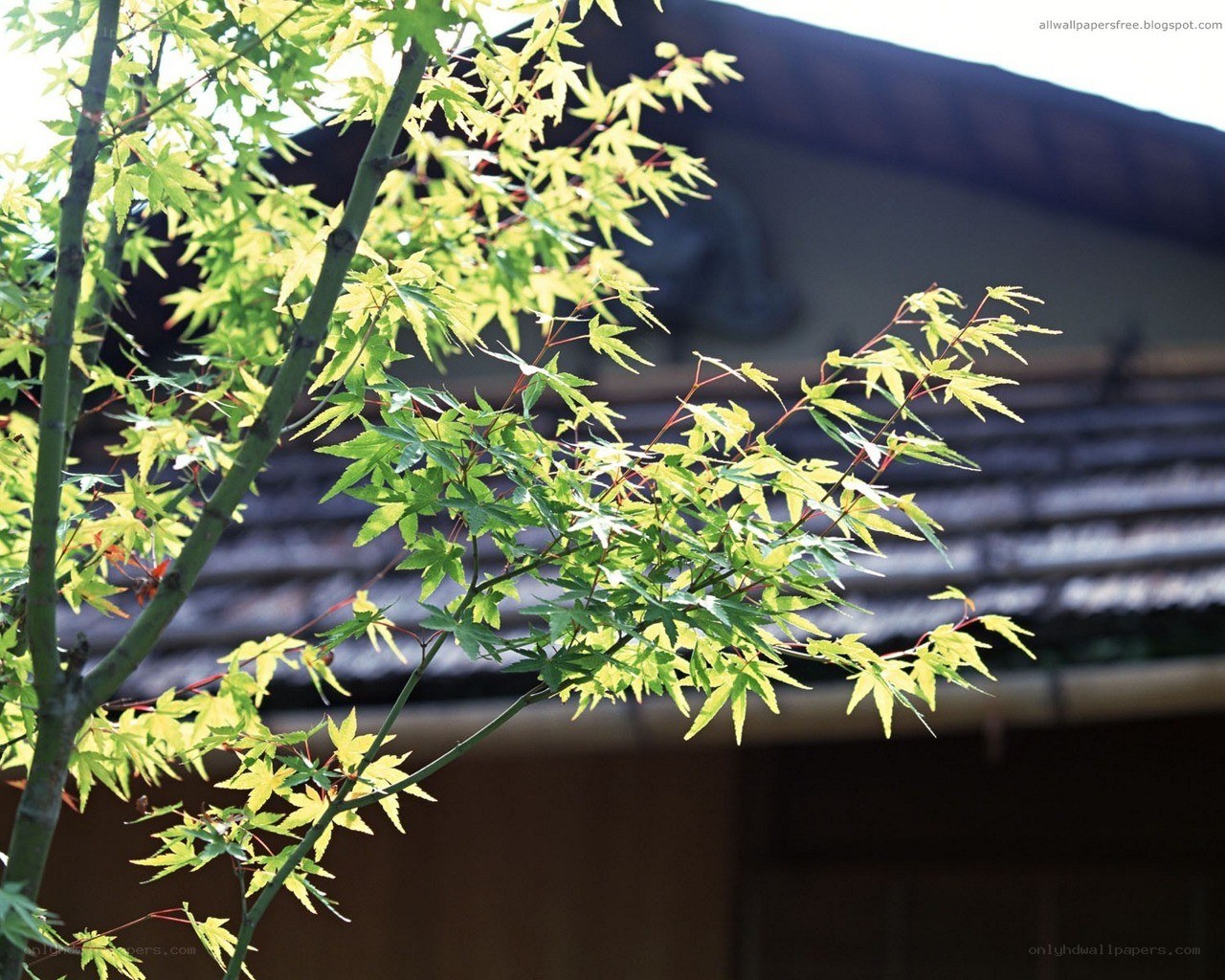 Green maple leaves in sunlight