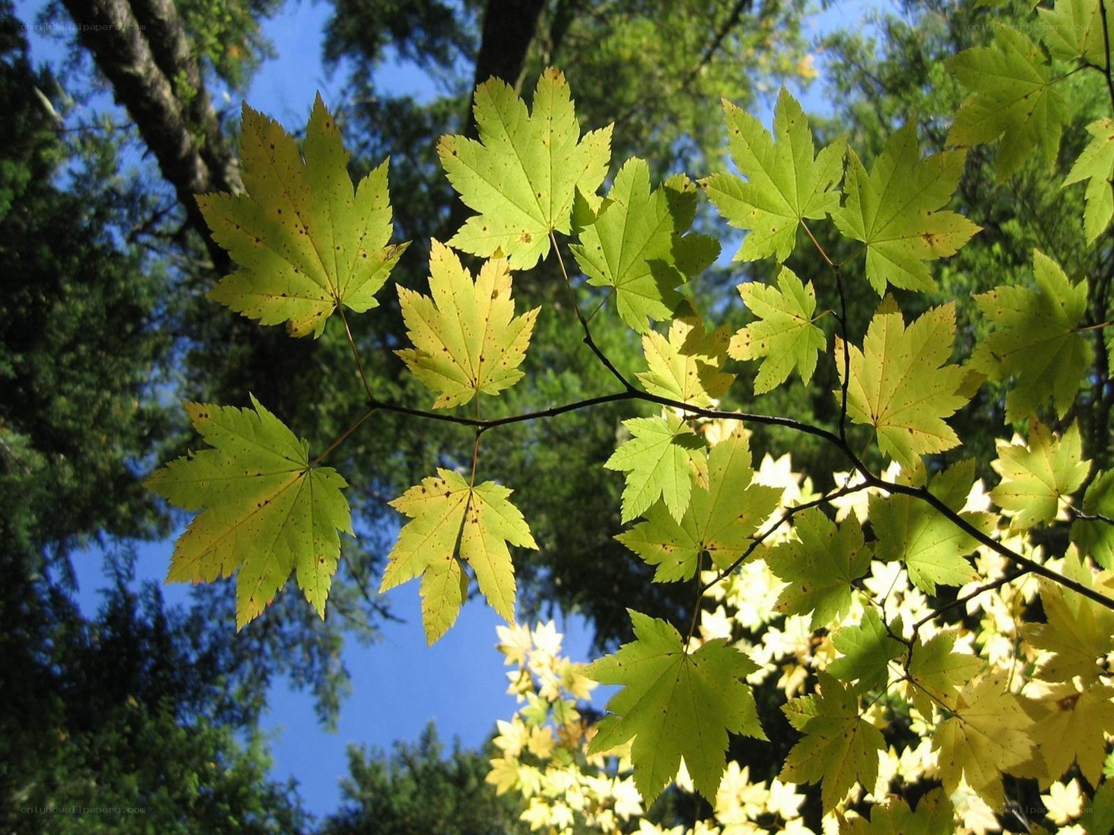 green maple leaves in sunlight